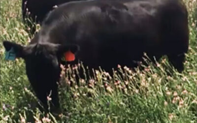 Fue presentada una leguminosa forrajera antiempaste para la región semiárida: Sainfoin