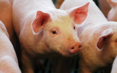 El Gobierno nacional autorizó tres nuevas vacunas biotecnológicas para proteger la sanidad porcina y aviar