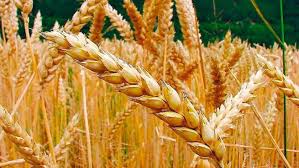 Trigo: el posicionamiento internacional renueva las esperanzas para una campaña que recién comienza