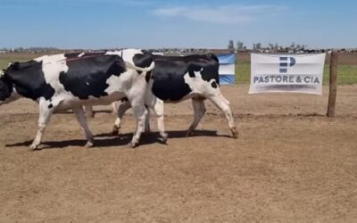En el cierre del año, la vaquillona de calidad se mueve en torno a los 7.000 litros de leche