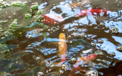 Sistema combinado de acuaponía para integrar la producción de peces y vegetales