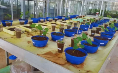 Investigadoras argentinas impulsan la biofertilización en Etiopía