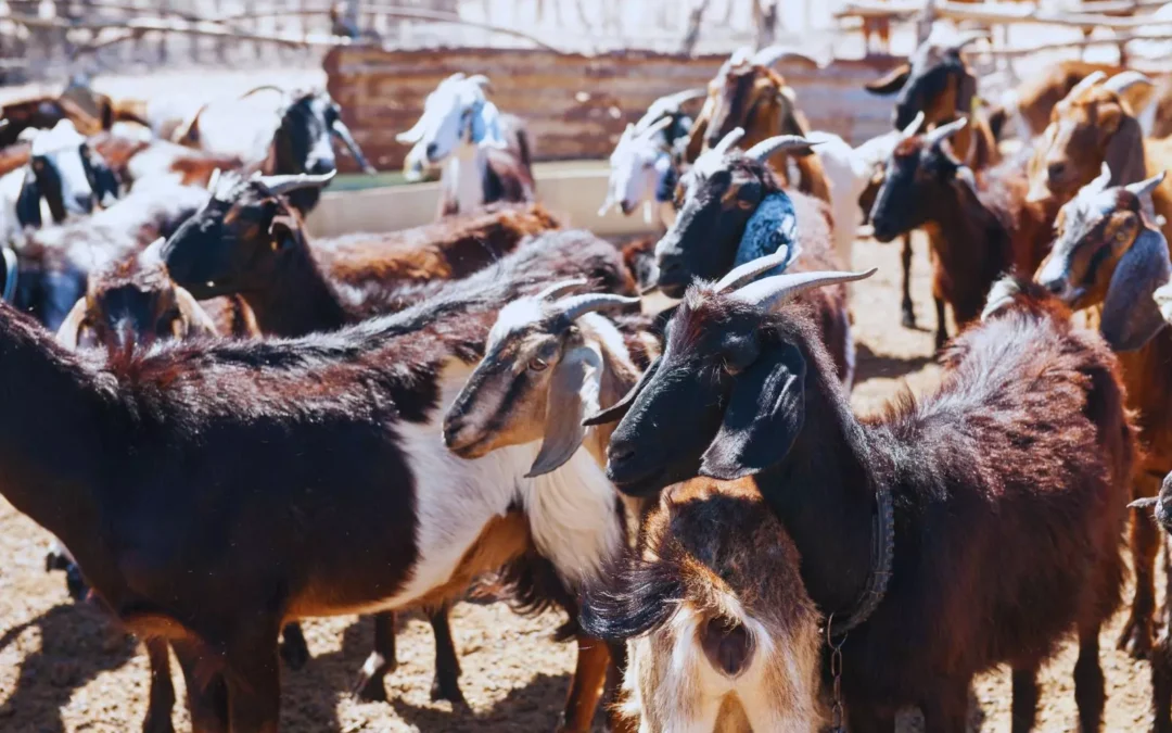 Engorde a corral caprino, alternativa productiva a pequeña escala