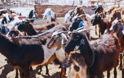 Engorde a corral caprino, alternativa productiva a pequeña escala