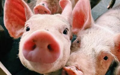 Una buena nutrición mitiga el estrés calórico durante el engorde porcino