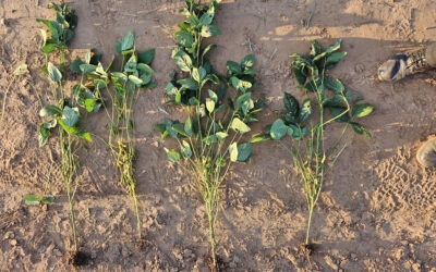 La fertilización foliar como herramienta para mitigar el estrés de las plantas