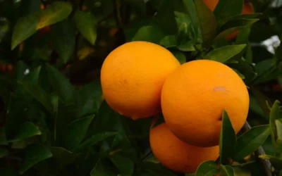 Estudian el impacto del HLB en naranjas