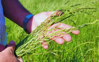 Raigrás Rápido INTA, un cultivo estratégico para el pastoreo