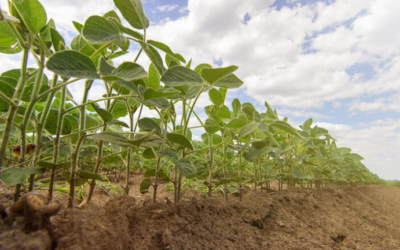 Manejo nutricional del cultivo de soja