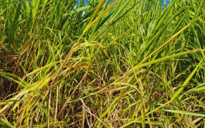 Estudian cómo restaurar suelos agrícolas degradados