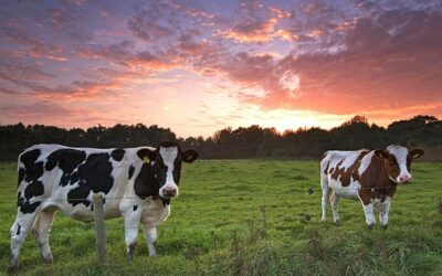 SILOREAL anuncia su alianza estratégica con la empresa sueca DELAVAL