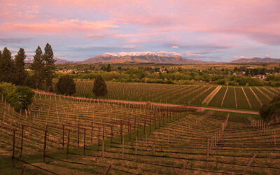 Chubut: Cuál es la bodega patagónica emergente que produce vinos en climas extremos