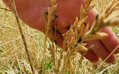 Bovinos: cómo prevenir intoxicaciones con cornezuelo en pastoreo