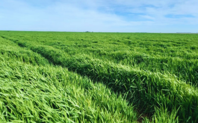 Presentan una nueva cebada forrajera