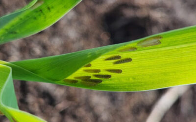 Las heladas le dieron un duro golpe a la chicharrita: seguir monitoreando permitirá conocer mejor su comportamiento