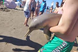 Delfín franciscana habría muerto por la imprudencia de turistas en Mar del Tuyú