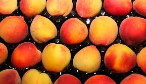 Finalizó la emergencia fitosanitaria por Mosca de los frutos en Tupungato, Mendoza