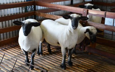 La carne ovina avanza hacia la mesa de los argentinos: el ascenso de la raza Hampshire Down