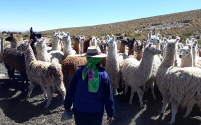Red Puna, la primera planta de chacinados y embutidos de carne de llama gestionada por comunidades Kollas
