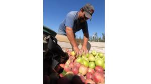 Advierten que podrían desperdiciarse hasta 100 millones de kilos de fruta