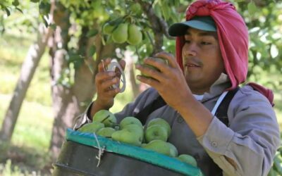 Adelantan la fecha de inicio de cosecha para las peras Williams y Red Bartlett