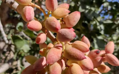 “Oro verde”: crece el furor por el pistacho en la Argentina y elaboran un mapa para implantarlo