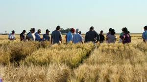 Cae 21,5% la confianza de los productores