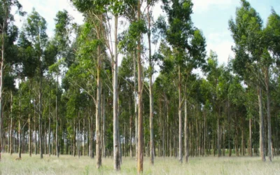 Eucalipto: evalúan especies forestales para fortalecer la producción