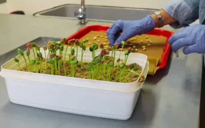 Nueva técnica de laboratorio para determinar la calidad de semillas de soja