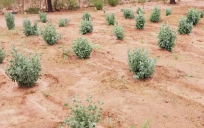 Zampa: la planta forrajera que ayuda a suplementar pequeños rumiantes