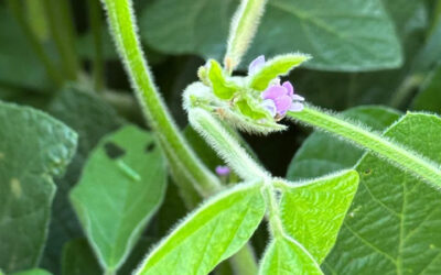 Los micronutrientes en soja prometen aumentos promedio del 7.2% en el rendimiento