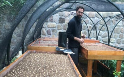 El coleccionista de café: El agrónomo Tomás Forte recolectó añosas variedades dispersas por todo el país y armó su propio vivero para comenzar a producirlo en Salta