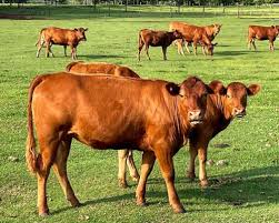 Una faena más elevada de lo esperado y una alta proporción de vientres vuelve a correr la línea para alcanzar el crecimiento