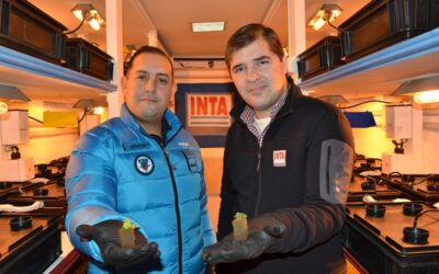 Germinaron los primeros plantines hortícolas en la Antártida Argentina