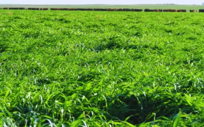 Presentan una variedad de avena todo terreno