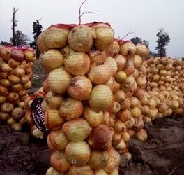 Análisis anual de la cadena frutihortícola en Santiago del Estero durante 2024
