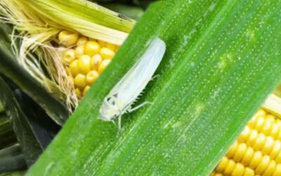 Contra la chicharrita del maíz, los controles tempranos y oportunos marcan la diferencia