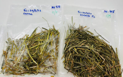 Innovación científica para mejorar la conservación del silaje