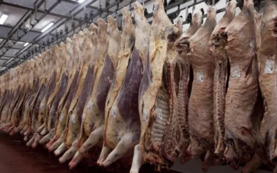 Informe de faena bovina diciembre 2024: Suba de un (14,1%) con respecto al mes de diciembre del año 2023.