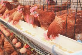 Record de producción y consumo de aves y huevos en 2024