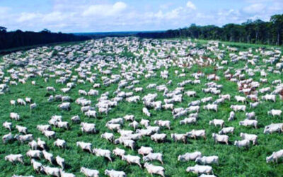 Brasil alcanzó un nuevo récord y ya exporta tanta carne vacuna como la que se produce por año en la Argentina