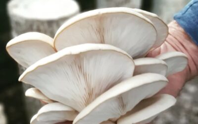 Gírgolas, una producción alternativa que encontró entre veganos y vegetarianos un gran mercado