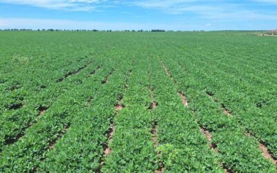 El maní cierra surcos en las principales regiones productoras