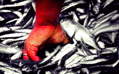 Tras el recorte de retenciones para el agro, la industria pesquera pidió un tratamiento similar