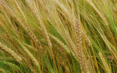 Una alianza estratégica para potenciar la producción de cebada