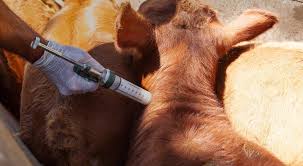 Argentina refuerza sus controles ante el foco de aftosa en Alemania