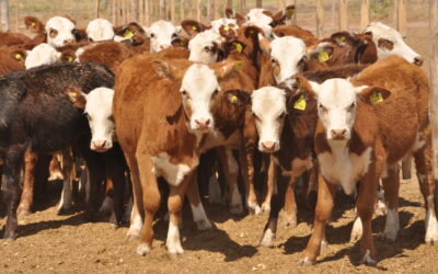 El Gobierno nacional derogó la prohibición de exportar ganado vacuno en pie con destino a faena