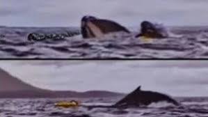 Susto en el Estrecho de Magallanes: hacía packrafting y fue tragado por una ballena que luego lo expulsó