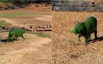 Alarma en Entre Ríos: por qué los carpinchos están teñidos de verde