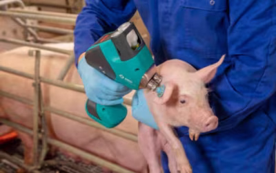 Pautas y medidas para la prevención de la triquinosis en la producción porcina